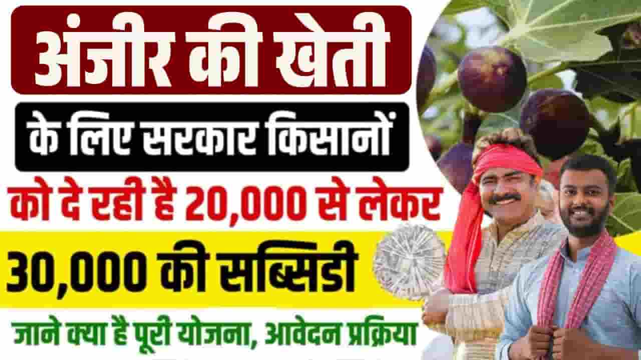 Bihar Anjeer Vikas Yojana 2025
